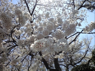 20110417_2.jpg