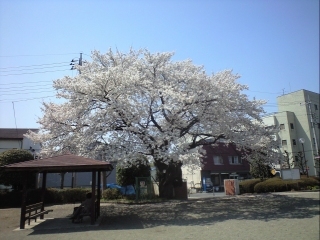 20110417_3.jpg