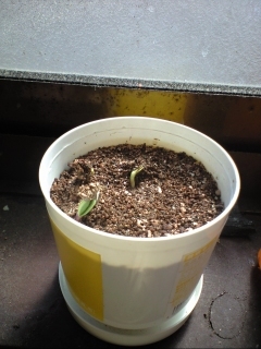 20110425_sunflower.jpg