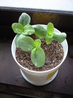 20110503_1.jpg