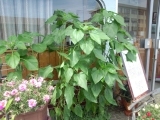 20120716_2.jpg