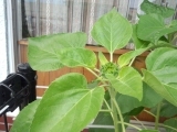 20120716_3.jpg
