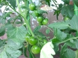 20120716_5.jpg