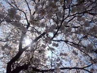20130404_1.jpg