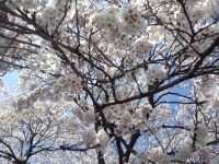 20130404_4.jpg