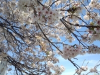 20130404_6.jpg