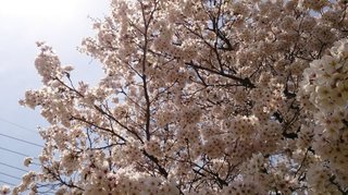 20170410_1.jpg